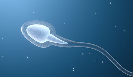 Things You Don’t Know about Sperm and Semen